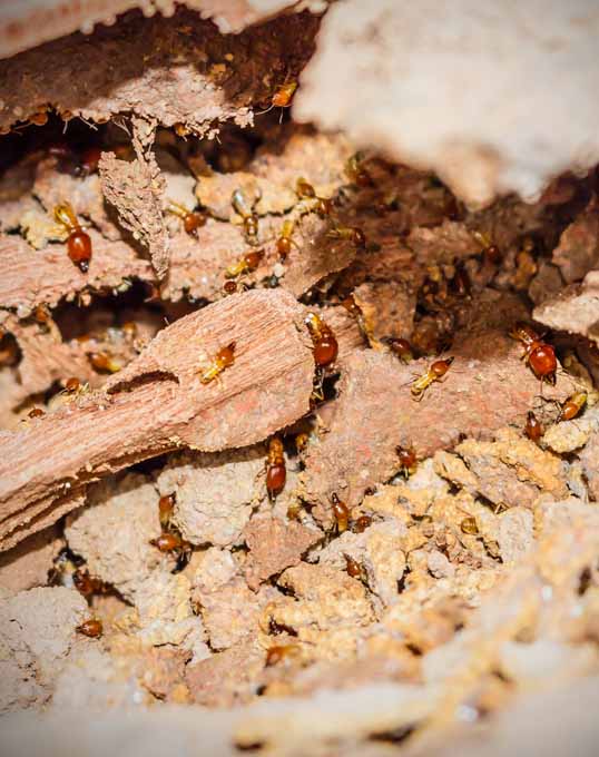 termite infestation
